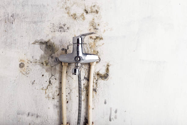 Best Mold Cleaning Services  in Lodi, NJ