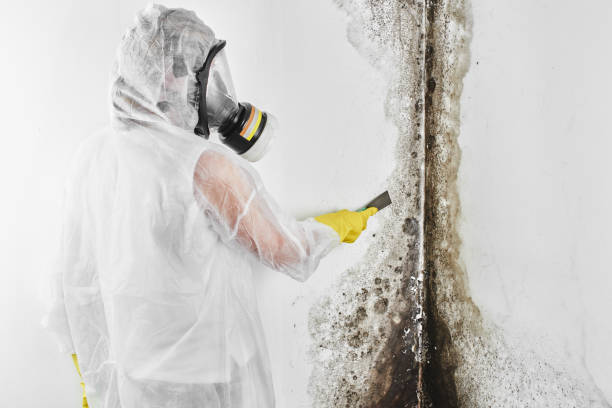Lodi, NJ Mold Removal Company
