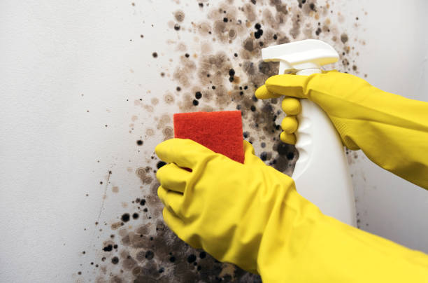 Best Fast Mold Removal  in Lodi, NJ