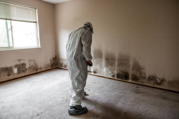 Best Mold Damage Repair  in Lodi, NJ