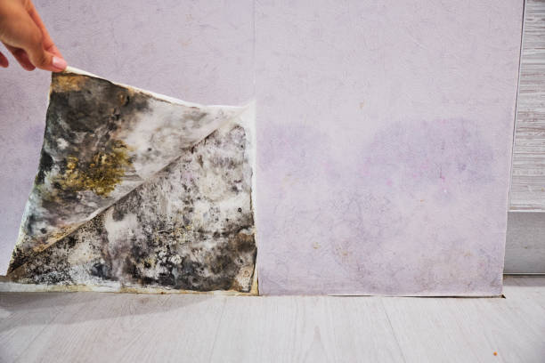 Best Local Mold Removal Service  in Lodi, NJ
